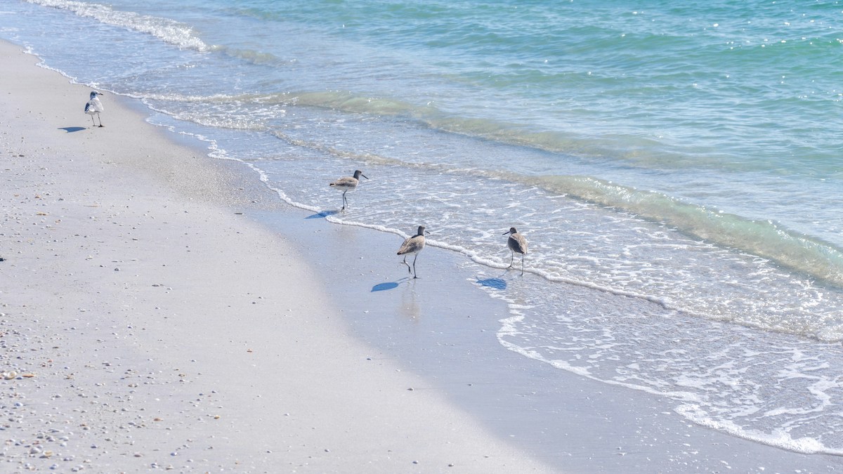 Boca Grande, FL